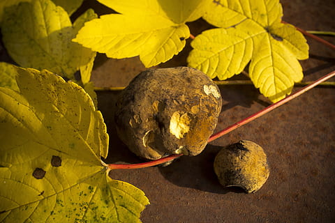 toamnă, frunze, arțar, copac, pădure, galben, verde, însorit, structura, ciupercă, hexenfus boletus, a închide, parte a plantelor, natură, nici o persoana, plantă, frumusețe în natură, mancare si bautura, prospeţime, zi, în aer liber, alimente, mâncat sănătos, masa, fruct, să se concentreze asupra primelor elemente, vedere în unghi mare, starea naturala, 5K, CC0, domeniu public, fără drepturi de autor