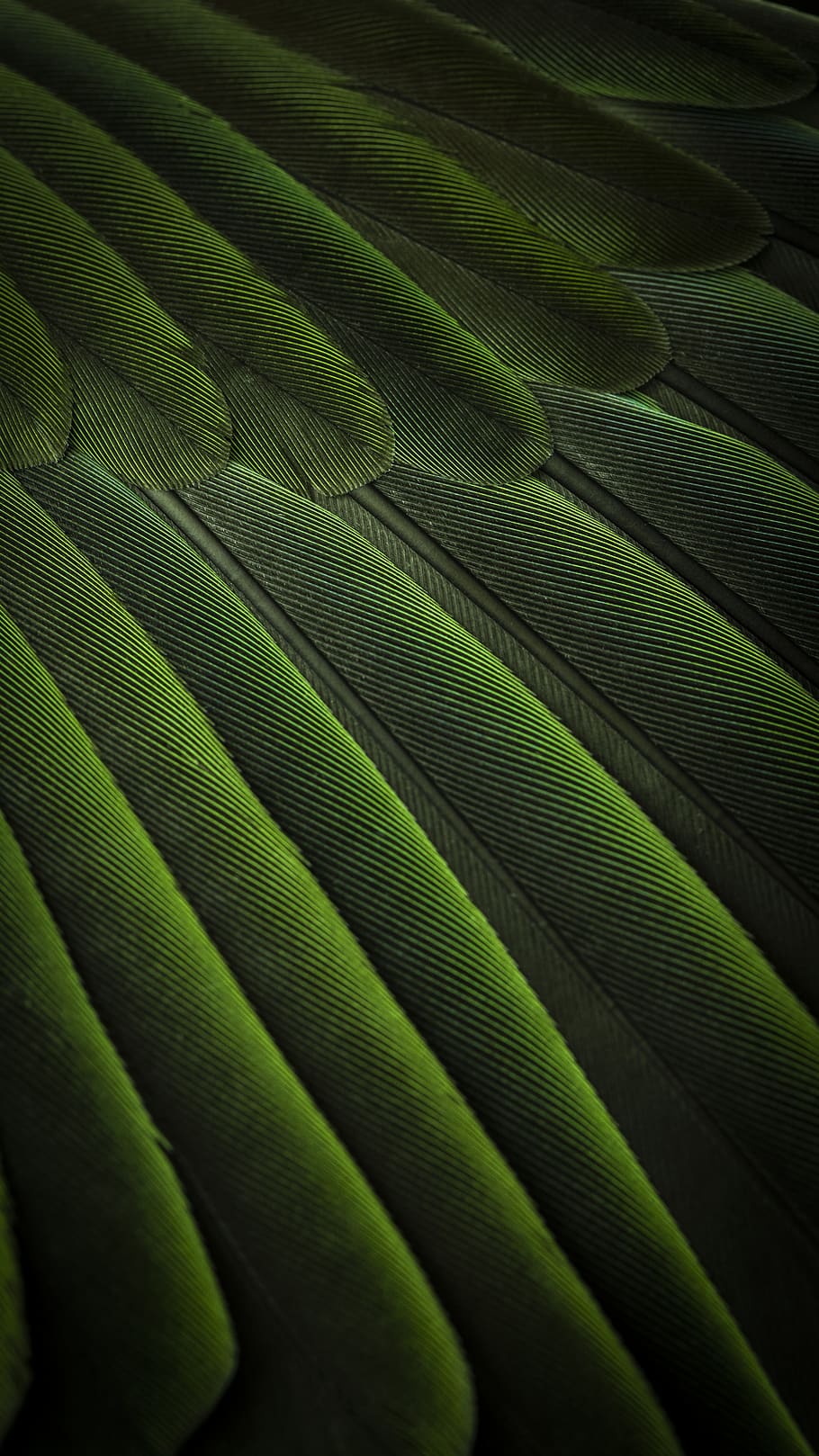 carta da parati verde 3d, colore verde, fotogramma intero, foglia, parte vegetale, sfondi, modello naturale, crescita, modello, nessuno, avvicinamento, pianta, natura, bellezza nella natura, le foglie, vena fogliare, strutturato, botanica, giorno, in casa, foglia di palma, 4K