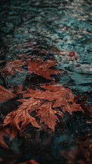 fallen, Fluss, Blätter, Wald, Fallvibes, Stimmung, Blatt, Pflanzenteil, Herbst, Veränderung, selektiver Fokus, Natur, keine Leute, trocken, Tag, Nahansicht, Schönheit in der Natur, Ahornblatt, Pflanze, Zerbrechlichkeit, Hintergründe, orange Farbe, Land, draußen, Baum, natürlicher Zustand, Herbstkollektion, Oberflächenniveau, 5K, CC0, gemeinfrei, lizenzfrei