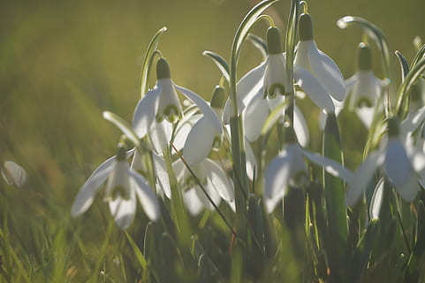 ostergloeckchen, primavera, Pasqua, flors, planta, naturalesa, narcís, planta amb flors, bellesa a la natura, flor, creixement, vulnerabilitat, fragilitat, primer pla, frescor, snowdrop, pètal, cap gent, enfocament selectiu, color verd, dia, camp, Color blanc, a l'aire lliure, terra, cap de flor, 5K, CC0, domini públic, lliure de regalies