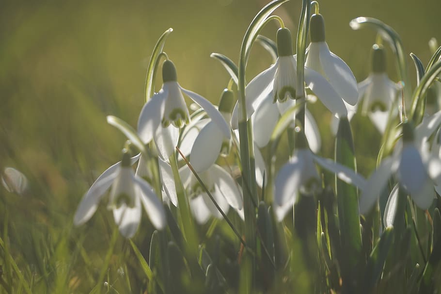 ostergloeckchen, primavera, Pasqua, flors, planta, naturalesa, narcís, planta amb flors, bellesa a la natura, flor, creixement, vulnerabilitat, fragilitat, primer pla, frescor, snowdrop, pètal, cap gent, enfocament selectiu, color verd, dia, camp, Color blanc, a l'aire lliure, terra, cap de flor, 5K