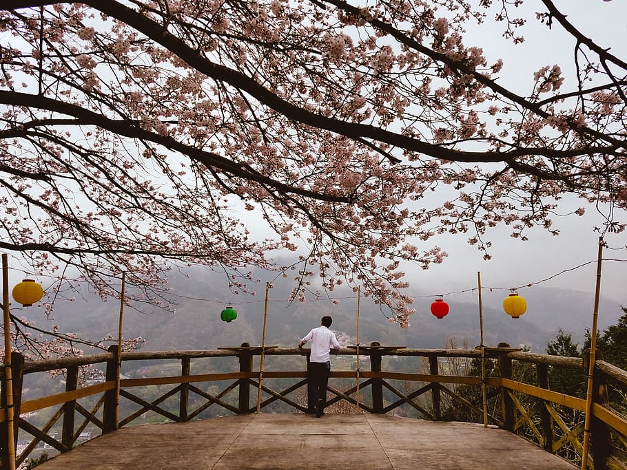 Giappone, mima, albero, pianta, natura, bellezza nella natura, una persona, in piedi, persone reali, crescita, Palloncino, cielo, fragilità, ringhiera, giorno, stili di vita, attività di svago, fiore, palla, uomini, ramo, all'aperto, primavera, fiore di ciliegio, 4K