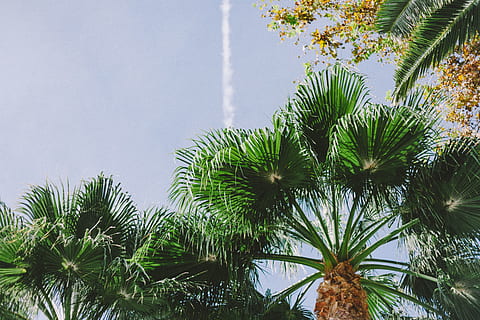 verde, folheado, árvore, dia, Palmeira, plantar, arecaceae, flora, Espanha, palma, conífera, Vibe de verão, exótico, olhando pra cima, céu, ensolarado, luz solar, planta tropical, verão, plantação tropical, Dom, tropical, crescimento, cor verde, folha, natureza, beleza na natureza, ninguém, visão de baixo ângulo, clima tropical, parte da planta, ao ar livre, tranquilidade, folha de palmeira, nuvem - céu, frescura, 5K, CC0, domínio público, royalty free