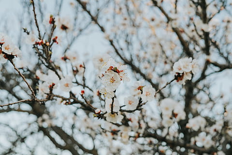 arbre de flor de cirerer, planta, flor, flor de cirerer, primavera, pètal, arbre, florir, menjar, produir, fruita, pol·len, albercoc, cirera, naturalesa, temps, brollar, paraula, tronc de l'arbre, brot, planta amb flors, fragilitat, bellesa a la natura, creixement, Color blanc, branca, frescor, dia, vulnerabilitat, cap gent, primer pla, enfocament selectiu, centrar-se en primer pla, a l'aire lliure, cap de flor, cirerer, 8K, CC0, domini públic, lliure de regalies