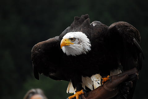 skallet ørn, raptor, adler, fugl, rovfugl, Ørn, dyreliv, virveldyr, dyr i naturen, eagle - bird, ett dyr, fokusere på forgrunnen, mennesker, perching, nærbilde, natur, nebb, portrett, forfra, frisyre, 4K, CC0, offentlig domene, opphavsrett gratis
