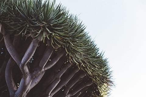 árvore, vegetação, folhagem, natureza, hotel del coronado, californium, coronado, verde, dragoeiro, Dragão, fechar-se, crescimento, plantar, ninguém, cor verde, Espinho, dia, planta suculenta, cacto, focar em primeiro plano, beleza na natureza, cravado, afiado, ao ar livre, fundo branco, padrão natural, tiro do estúdio, frescura, agulha - parte da planta, árvore conífera, 5K, CC0, domínio público, royalty free