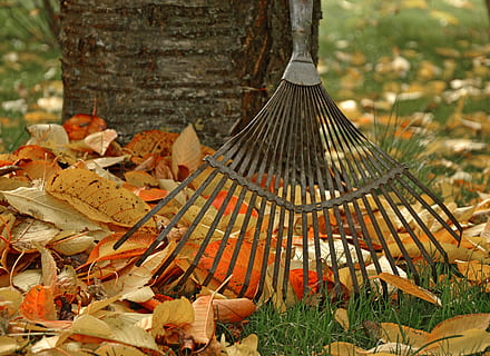 gegevensverwerking, bladeren harken, gereedschap, tuin-, tuinieren, herfst, bladeren, bladeren vallen, tuinman, natuur, fabriek, boom, dag, blad, focus op de voorgrond, geen mensen, deel van de plant, land-, buitenshuis, groei, detailopname, voedsel, schoonheid in de natuur, paddestoel, veld-, boomstam, romp, verandering, 5K, CC0, publiek domein, royaltyvrij