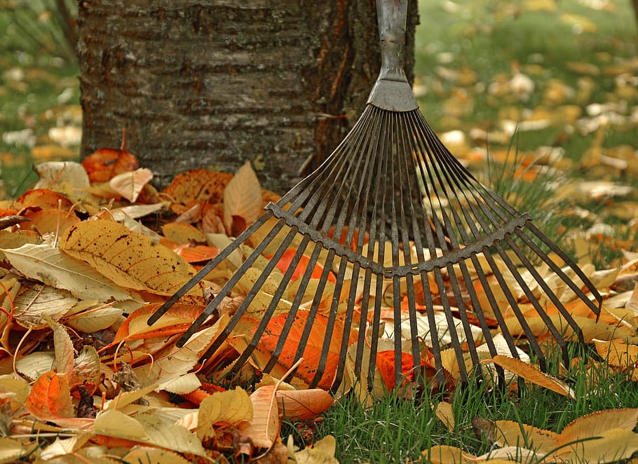 informàtica, ratllar les fulles, eina, jardí, jardineria, tardor, fulles, fullatge de tardor, jardiner, naturalesa, planta, arbre, dia, full, centrar-se en primer pla, cap gent, part de la planta, terra, a l'aire lliure, creixement, primer pla, menjar, bellesa a la natura, bolets, camp, tronc de l'arbre, tronc, canvi, 5K