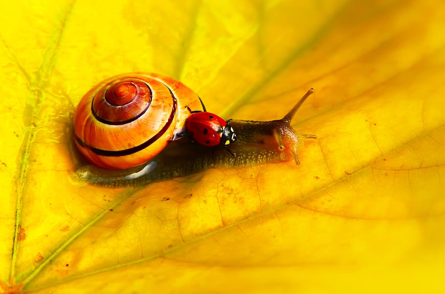 marieta al cargol, full, insecte, cargol, planta, invertebrat, animal, senyoreta, bokeh, gatejar, groc, amic, amics, foto, fotografia, venes, slug, pugó, fulla d'auró, menjar, brie, fauna animal, un animal, temes d'animals, animals a la natura, mol·lusc, gasteròpode, primer pla, shell, part del cos dels animals, cap gent, closca d’animals, antena animal, naturalesa, part de la planta, a l'aire lliure, rastreig, petit, 4K