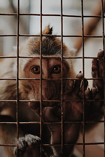 Brun, abe, inde, bur, dyr, pattedyr, dyreliv, bavian, løve, tiger, fængsel, orangutang, zebra, Zoo, hegn, hals, pindsvin, meerkat, kæledyr, siameser, kat, gepard, dyre temaer, kigger på kameraet, dyr i fangenskab, portræt, metal, et dyr, hvirveldyr, indenlandske, ingen mennesker, tæt på, husdyr, fanget, fokus på forgrunden, gitter, dyr hoved, 5K, CC0, offentligt domæne, royaltyfrie