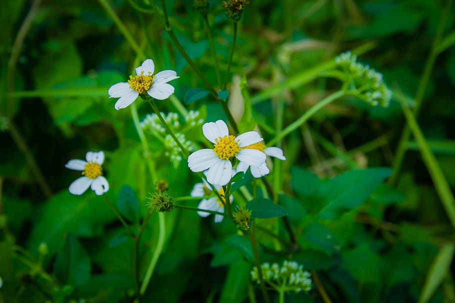 daisy, marco, forår, grøn, græs, blomstrende plante, blomst, plante, friskhed, skønhed i naturen, skrøbelighed, vækst, sårbarhed, kronblad, blomsterhoved, blomsterstand, tæt på, grøn farve, natur, ingen mennesker, fokus på forgrunden, hvid farve, dag, plante del, blad, udendørs, pollen, 4K