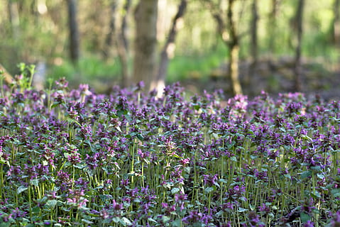 Veilchen, Wald, Bäume, Baum, Natur, Frühling, Bratschen, violett, blühende Pflanze, Blume, Pflanze, Schönheit in der Natur, Wachstum, Land, Frische, lila, Verletzlichkeit, Feld, Zerbrechlichkeit, Tag, Ruhe, keine Leute, selektiver Fokus, draußen, Blütenkopf, Blumenbeet, Krokus, 5K, CC0, gemeinfrei, lizenzfrei