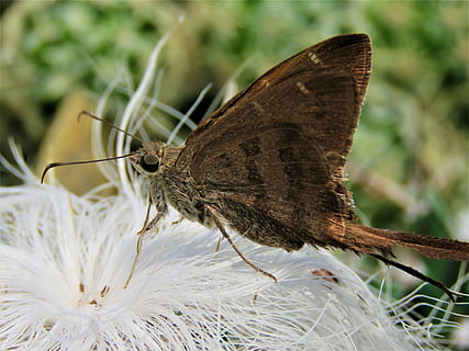 arna, ales, error, insecte, flor, planta, naturalesa, temes d'animals, animal, un animal, fauna animal, animals a la natura, invertebrat, ala dels animals, primer pla, papallona - insecte, bellesa a la natura, centrar-se en primer pla, fragilitat, vulnerabilitat, cap gent, planta amb flors, part del cos dels animals, papallona, polinització, 4K, CC0, domini públic, lliure de regalies