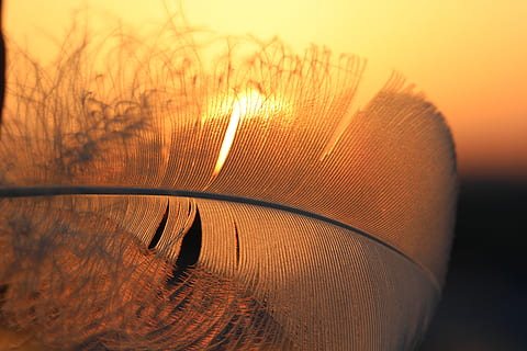 piuma, sole, retroilluminazione, tramonto, luce del sole, natura, nessuno, colore arancione, avvicinamento, cielo, erba, palla, pianta, all'aperto, modello, bellezza nella natura, concentrarsi sulle conoscenze acquisite, giorno, messa a fuoco selettiva, strutturato, primo piano estremo, sport, 5K, CC0, dominio pubblico, privo di copyright