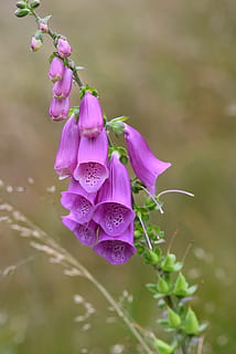 Fingerhut, Wald, Blume, blühende Pflanze, Verletzlichkeit, Pflanze, Zerbrechlichkeit, Frische, Schönheit in der Natur, Wachstum, pinke Farbe, Blütenblatt, Nahansicht, Fokus auf den Vordergrund, Blütenstand, Natur, Blütenkopf, Tag, lila, keine Leute, selektiver Fokus, Botanik, draußen, 4K, CC0, gemeinfrei, lizenzfrei