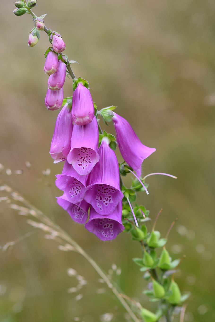 didal, bosc, flor, planta amb flors, vulnerabilitat, planta, fragilitat, frescor, bellesa a la natura, creixement, color rosa, pètal, primer pla, centrar-se en primer pla, inflorescència, naturalesa, cap de flor, dia, porpra, cap gent, enfocament selectiu, botànica, a l'aire lliure, 4K