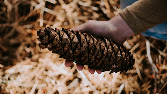 pinecone marró, humà, persona, dit, planta, espiral, bobina, arbre, avet, fong, òxid, muntanya, naturalesa, fora, vagar, a l'aire lliure, falguera, hivern, aventura, pinya de pi, pol·len, mà humana, mà, part del cos humà, primer pla, centrar-se en primer pla, una persona, menjar, celebració, dia, menjar i beguda, marró, dit humà, alimentació saludable, part del cos, terra, condició natural, 5K, CC0, domini públic, lliure de regalies