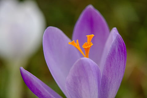 croco, primavera, giallo, viola, fiore, fiore primaverile, croco primaverile, avvicinamento, pianta fiorita, pianta, freschezza, fragilità, petalo, vulnerabilità, bellezza nella natura, infiorescenza, crescita, testa di fiore, concentrarsi sulle conoscenze acquisite, natura, nessuno, polline, messa a fuoco selettiva, iris, 5K, CC0, dominio pubblico, privo di copyright