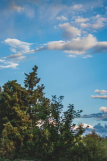 træer, himmel, skyer, hvid, grøn, portræt, landskab, natur, blade, utah, enkel, liv, ny, redaktionelle, featured, populær, unsplash, sommer, efterår, tapet, sky - himmel, plante, træ, vækst, skønhed i naturen, ro, ingen mennesker, dag, scenics - natur, rolig scene, lav vinkel visning, blå, grøn farve, udendørs, ikke-urbane scene, sollys, blomst, blomstrende plante, 5K, CC0, offentligt domæne, royaltyfrie