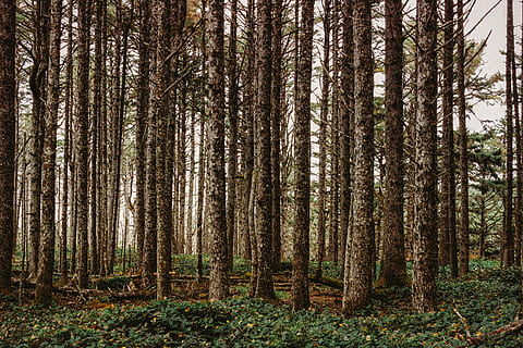 alberi forestali, foresta, albero, all'aperto, natura, terra, pianta, flora, vegetazione, foresta pluviale, stati Uniti, Langlois, area naturale dello stato del lago di floras, muschio, sentiero, lichene, abbaiare, di spessore, bosco, giungla, betulla, la tranquillità, tronco, tronco d'albero, crescita, bellezza nella natura, scena tranquilla, giorno, nessuno, scenics - natura, scena non urbana, abbondanza, paesaggio, colore verde, Pino, albero di conifere, bosco di pini, 4K, CC0, dominio pubblico, privo di copyright