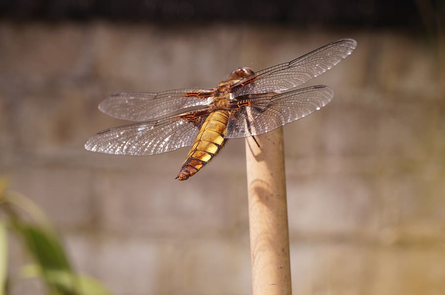 Libelle, Insekt, Schilf, Tiere in freier Wildbahn, wirbellos, ein Tier, Tierwelt, Tierthemen, Tierflügel, Tier, Fokus auf den Vordergrund, Nahansicht, Natur, Tag, keine Leute, draußen, Pflanze, Pflanzenstamm, Zweig, hocken, Seitenansicht, 4K