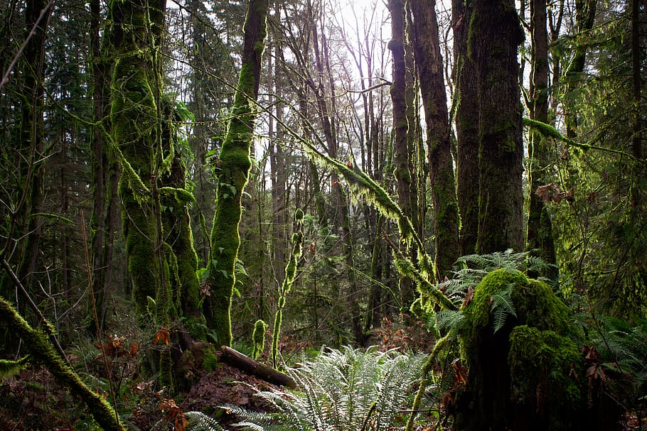 foresta umida della corteccia, pianta, vegetazione, albero, natura, terra, all'aperto, foresta pluviale, foresta, muschio, giungla, felce, issaquah, wa, Squak Mountain, bosco, verde, luce, luce del sole, sentiero, boschetto, Washington, crescita, la tranquillità, bellezza nella natura, tronco d'albero, tronco, scena tranquilla, colore verde, nessuno, scenics - natura, giorno, scena non urbana, fogliame lussureggiante, fluente, 5K