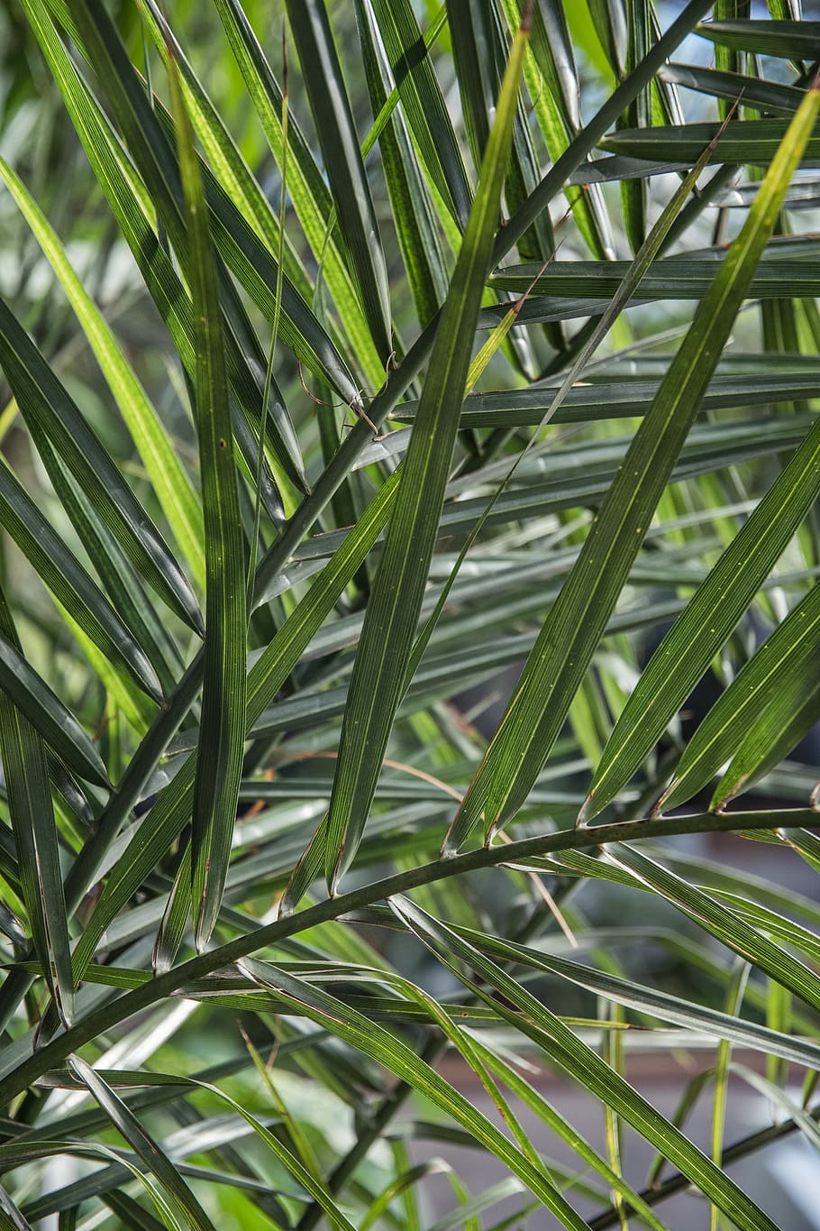 planta de fulla lineal verda, planta, arbre, agavaceae, full, vegetació, arecaceae, Palmera, conífera, avet, abies, teix, flor, brot, brollar, menjar, pinya, fruita, arbust, terra, color verd, creixement, part de la planta, marc complet, cap gent, dia, primer pla, bellesa a la natura, naturalesa, fons, fulla de palma, a l'aire lliure, tranquil·litat, patró, centrar-se en primer pla, botànica, bambú - planta, fulla d'herba, 4K