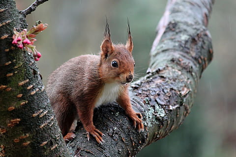 squirrel, animal, quick, fast, tiny, rodent, animal themes, animal wildlife, tree, one animal, mammal, tree trunk, trunk, chipmunk, plant, animals in the wild, nature, branch, no people, focus on foreground, close-up, outdoors, day, whisker, 4K, CC0, public domain, royalty free