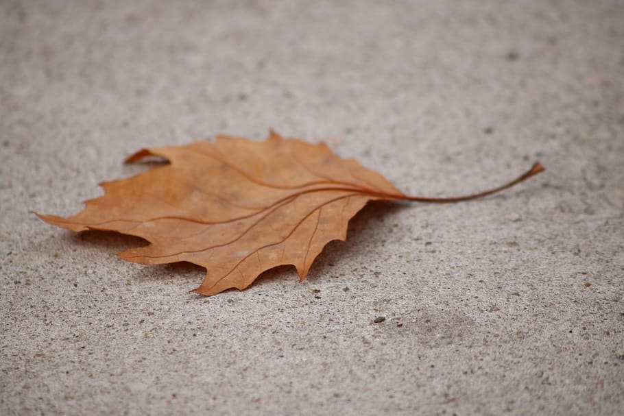 feuille, l'automne, sec, fermer, fragilité, vulnérabilité, partie de la plante, personne, chute, la nature, changement, terre, mise au point sélective, journée, marron, objet unique, se concentrer sur le premier plan, le sable, nature morte, vue grand angle, en plein air, feuille d'érable, feuilles, à la surface, condition naturelle, 5K