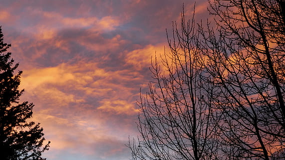 Alberta, Canmore, tramonto, nube, nuvoloso, natura, all'aperto, al di fuori, sfondo, inverno, freddo, alberi, sera, luminosa, colori, copertina, Canada, rockies, Magia, albero, cielo, nuvola - cielo, pianta, albero nudo, bellezza nella natura, silhouette, Inquadratura dal basso, ramo, la tranquillità, scenics - natura, nessuno, colore arancione, scena tranquilla, idilliaco, crepuscolo, cielo romantico, 4K, CC0, dominio pubblico, privo di copyright