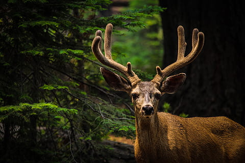 cerf brun, faune, animal, cerf, antilope, mammifère, wapiti, ramure, Parc National de Yosemite, la nature, Yosemite, animal sauvage, mâle, cerf mulet, des arbres, bois, forêt, parc national, arbre, plante, écran, la faune des animaux, un animal, thèmes animaux, animaux à l'état sauvage, portrait, personne, regarder la caméra, journée, vertébré, terre, se concentrer sur le premier plan, en plein air, herbivore, tête d'animal, 5K, CC0, domaine public, libre de droits