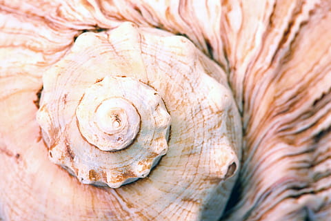 seashell, shell, shellfish, spiral, background, detail, macro, marine, mollusk, natural, orange, organic, structure, surface, texture, close-up, pattern, backgrounds, animal, full frame, textured, animal shell, no people, animal wildlife, natural pattern, nature, plant, day, rough, tree, food, extreme close-up, animal themes, selective focus, outdoors, french food, 2K, CC0, public domain, royalty free