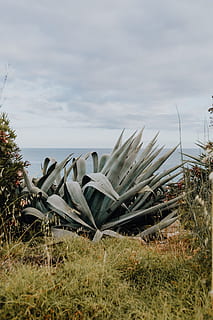 plants of portugal, garden, flora, nature, plants, Succulent, botanical, portugal, algarve, cacti, agave, opuntia, land, sky, plant, grass, cloud - sky, day, field, no people, transportation, tranquility, abandoned, growth, mode of transportation, non-urban scene, nautical vessel, tranquil scene, obsolete, scenics - nature, beauty in nature, outdoors, deterioration, 5K, CC0, public domain, royalty free