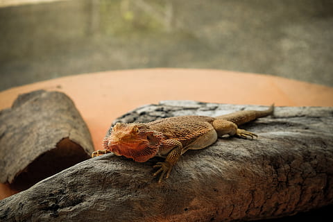 braun, Eidechse, grau, Log, Tierwelt, Tierthemen, ein Tier, Tier, Tiere in freier Wildbahn, Fokus auf den Vordergrund, keine Leute, Nahansicht, Tag, solide, Reptil, Rock, Natur, Rock - Objekt, draußen, selektiver Fokus, Wirbeltier, Holz - Material, Baum, Pflanze, 4K, CC0, gemeinfrei, lizenzfrei