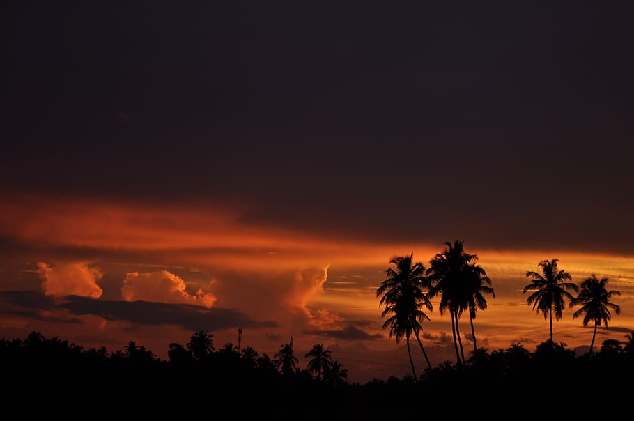 posta de sol, tarda, arbres de coco, cel, abendstimmung, sortida del sol, romàntic, estiu, atmosfera, il·luminació, arbre, paisatge, naturalesa, núvols, sol, bosc, bellesa a la natura, Palmera, silueta, clima tropical, escenics - natura, núvol - cel, tranquil·litat, escena tranquil·la, planta, color taronja, cel dramàtic, idíl·lic, cap gent, terra, escena no urbana, a l'aire lliure, palmera de coco, cel romàntic, arbre tropical, 4K