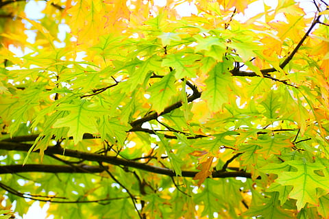 leaf, plant, tree, maple, green, spring, leaves, branch, yellow, maple leaf, moss, sunlight, den, magnifying, oak, mammal, kangaroo, wallaby, animal, blossom, plant part, growth, beauty in nature, no people, day, green color, nature, autumn, close-up, change, outdoors, tranquility, low angle view, focus on foreground, full frame, 5K, CC0, public domain, royalty free