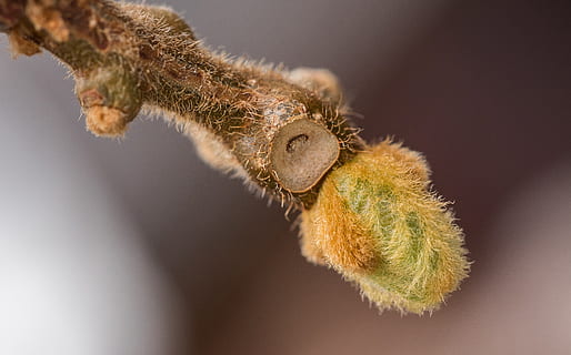 kiwi, motor, primavera, macro, planta, arbre, full, creixement, branques, brot, esperança, un animal, animal, temes d'animals, mamífer, primer pla, fauna animal, cap gent, animals a la natura, centrar-se en primer pla, naturalesa, rosegador, part del cos dels animals, a l'aire lliure, insecte, marró, tir de l'estudi, cabell, pèl d’animals, 2K, CC0, domini públic, lliure de regalies
