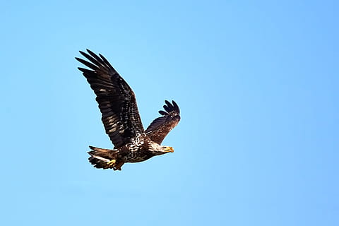 Brun, flyvende, fuglfotografi, Hvidhovedet havørn, ørn, juvenile skaldet ørn, rovdyr, fisk, skyhøje, fugl, ørn - fugl, rovfugl, dyreliv, dyr, natur, dyr i naturen, kødædende, fjer, dyr jagt, næb, frihed, USA, dyrefløj, hawk - bird, udendørs, strøm, majestætisk, hvid, ingen mennesker, 2K, CC0, offentligt domæne, royaltyfrie