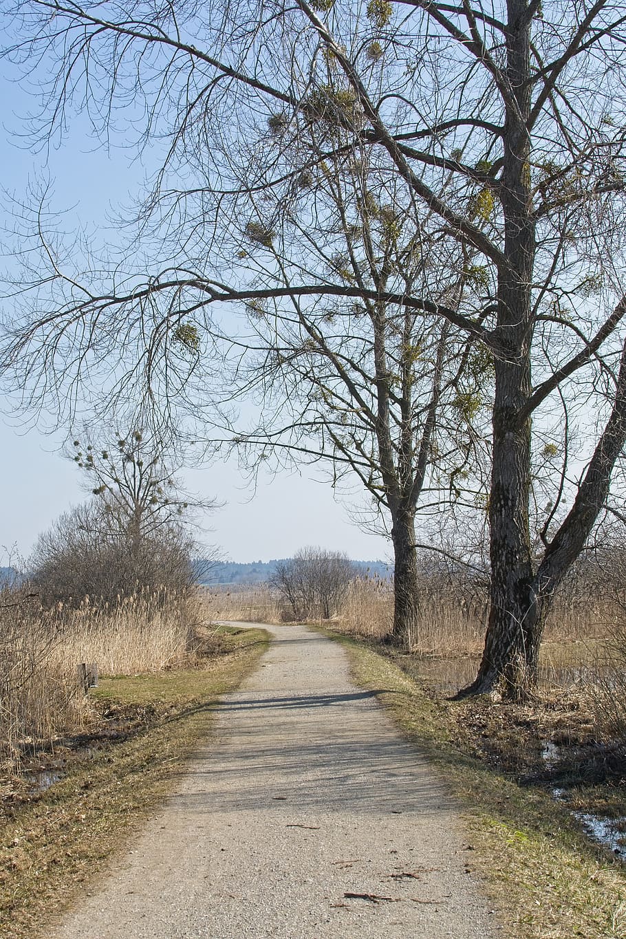 nature, spring, away, trees, path, hiking, trail, recovery, tree, the way forward, direction, plant, road, bare tree, diminishing perspective, tranquility, no people, transportation, tranquil scene, land, sky, day, landscape, non-urban scene, scenics - nature, vanishing point, dirt, outdoors, long, treelined, 4K