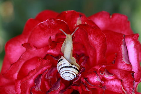 Caracol, Concha, rosa, vermelho, jardim, flor, fechar-se, frescura, planta com flores, plantar, pétala, beleza na natureza, fragilidade, focar em primeiro plano, vulnerabilidade, inflorescência, ninguém, natureza, crescimento, cabeça de flor, dia, animal, invertebrado, 5K, CC0, domínio público, royalty free