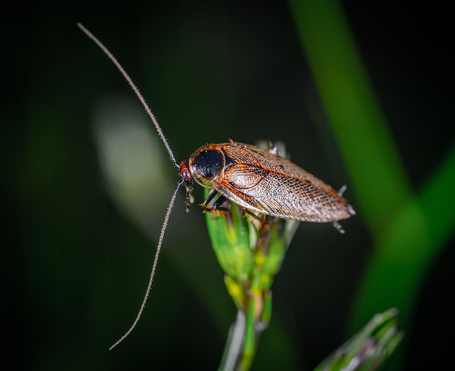 kakerlak, insekt, makro, overskæg, græsblad, lang, et dyr, dyreliv, dyr, dyre temaer, dyr i naturen, hvirvelløse, tæt på, fokus på forgrunden, natur, plante, dyr kropsdel, grøn farve, ingen mennesker, dag, dyrefløj, zoologi, udendørs, selektiv fokusering, leddyr, sort baggrund, dyr øje, 5K