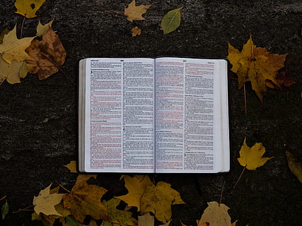 book, gray, asphalt surface, christian, scripture, verse, bible, page, god, jesus, faith, belief, open, texture, stone, autumn, fall, religion, flat lay, leafe, leaf, plant part, change, nature, high angle view, publication, maple leaf, leaves, day, no people, plant, directly above, close-up, outdoors, yellow, dry, falling, 4K, CC0, public domain, royalty free