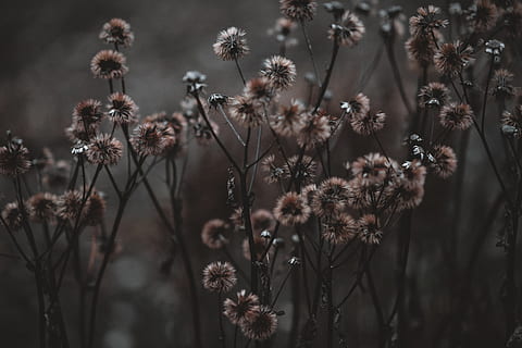 bílé květy okvětní lístky, rostlina, květ, pampeliška, plevel, sedmikrásky, sedmikráska, pavouk, zvíře, pavoukovec, bezobratlý, světlo, tráva, asteraceae, allium, mák, astra, apiaceae, bodlák, rákos, kvetoucí rostlina, křehkost, zranitelnost, růst, krása v přírodě, svěžest, Příroda, nikdo, detail, zaměřit se na popředí, klid, přistát, den, venku, selektivní zaměření, pole, stonek rostliny, květu hlavy, 8K, CC0, veřejná doména, bez autorských práv
