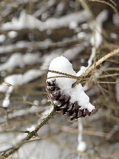 priežu konuss, pinecone, sniegs, ziemā, koks, raksturs, ārā, ārpusē, detaļas, tekstūra, koncentrēties uz jaunajām zināšanām, tuvplāns, dienā, nav cilvēku, aukstā temperatūra, balta krāsa, augu, skaistums dabā, selektīvu fokusu, zariņš, dzīvnieku, zeme, dzīvnieku tēmas, dzīvnieku savvaļas dzīvnieki, 4K, CC0, publiskais domēns, bez atlīdzības