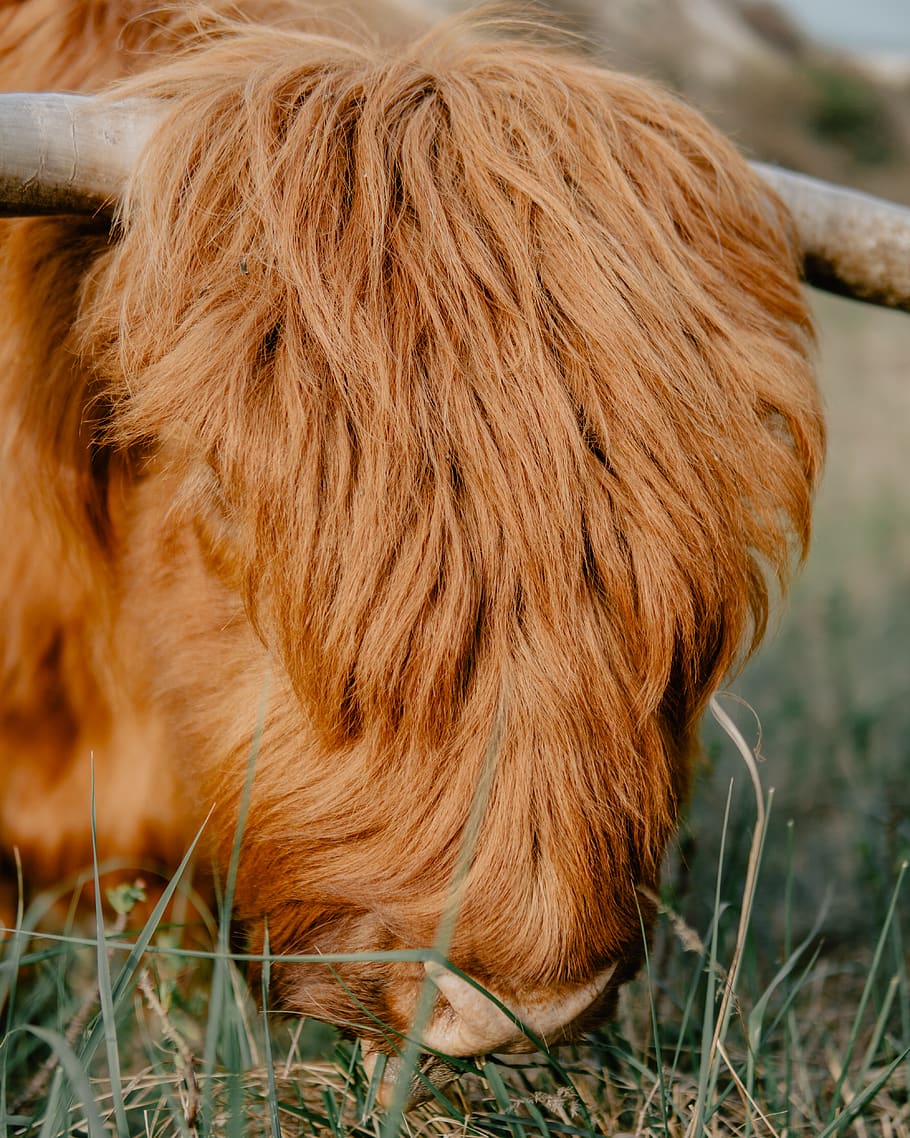 el bisó marró, mamífer, toro, animal, la hague, ramat, cavall, bou, Longhorn, pell, vaca, mascota, caní, Golden Retriever, gos, lleó, vida salvatge, iac, spaniel, cocker spaniel, angus, animals domèstics, mascotes, nacional, temes d'animals, un animal, pèl d’animals, marró, bestiar de muntanya, cabell, vertebrats, bestiar, bestiar domèstic, camp, herba, cap gent, cornut, naturalesa, cap d’animals, herbívors, 4K