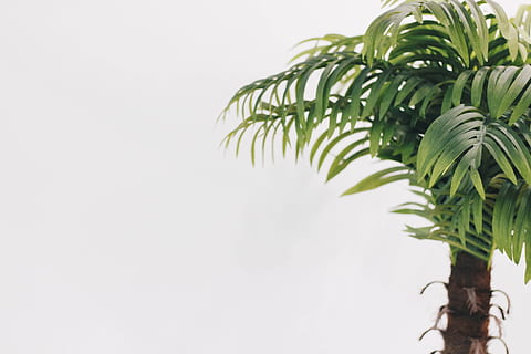 grønbladet træ, minimal, træ, flad, hvid, brasilien, grøn, grønne, hvidt rum, plante, palntation, natur, blad, afdeling, vækst, grøn farve, udendørs, sommer, tropisk klima, Palme træ, ingen mennesker, baggrunde, botanik, friskhed, tæt på, stilk, 5K, CC0, offentligt domæne, royaltyfrie
