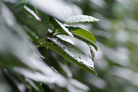 blad, natur, regn, dråbe, våd, renhed, sommer, miljø, udendørs, græs, træ, have, vandret, farvebillede, plante, ingen mennesker, vand, fokus på forgrunden, selektiv fokusering, sløring, harmoni, spiritualitet, stilhed, vækst, tæt på, skønhed i naturen, plante del, grøn farve, dag, friskhed, grøn, skrøbelighed, dug, regndråbe, blade, 4K, CC0, offentligt domæne, royaltyfrie