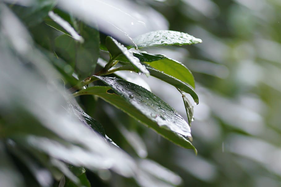 blad, natur, regn, dråbe, våd, renhed, sommer, miljø, udendørs, græs, træ, have, vandret, farvebillede, plante, ingen mennesker, vand, fokus på forgrunden, selektiv fokusering, sløring, harmoni, spiritualitet, stilhed, vækst, tæt på, skønhed i naturen, plante del, grøn farve, dag, friskhed, grøn, skrøbelighed, dug, regndråbe, blade, 4K