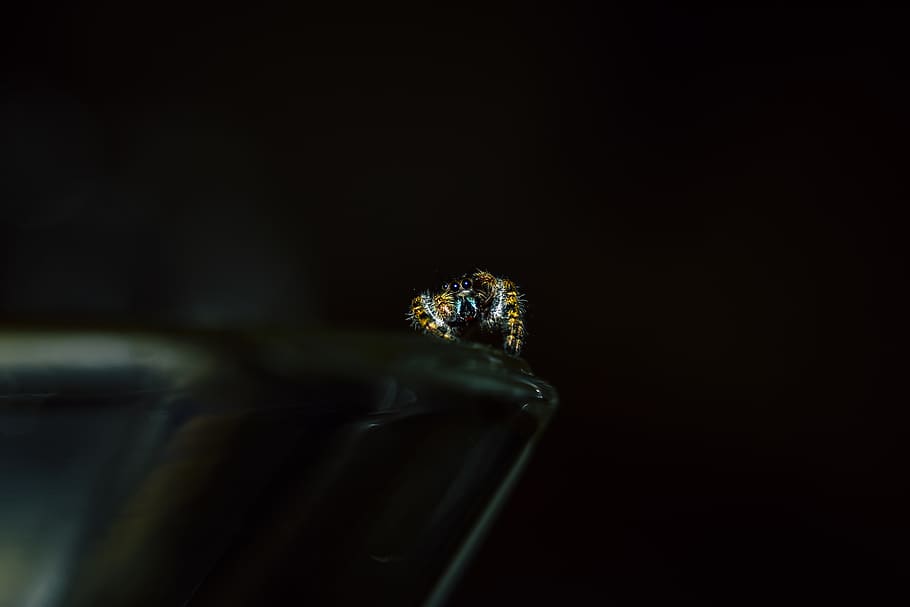 anell de color daurat, error, insecte, poc, macro, aranya, un animal, primer pla, cap gent, tir de l'estudi, temes d'animals, a l'interior, animal, fauna animal, naturalesa, planta, fons negre, invertebrat, còpia espai, flor, planta amb flors, animals a la natura, enfocament selectiu, bellesa a la natura, 5K