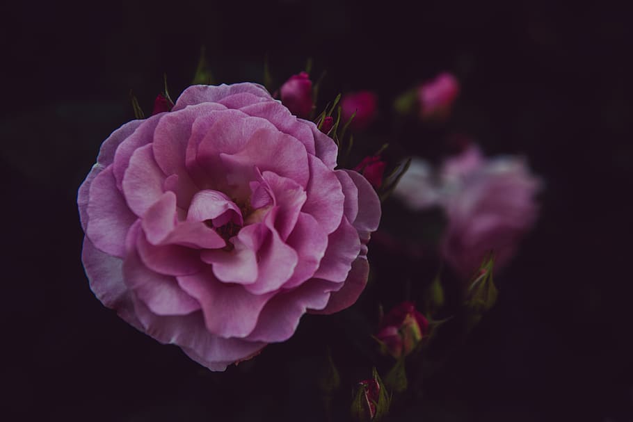 pink cluster blomst, plante, blomst, flora, blomstre, geranium, portland, Forenede Stater, nellike, Rose, natur, bokeh, lyserød, sløring, kronblad, ornament, blomster buket, blomster arrangement, dahlia, pæon, Aquilegia, blomstrende plante, skønhed i naturen, friskhed, sårbarhed, skrøbelighed, tæt på, blomsterstand, blomsterhoved, lyserød farve, rosenblomst, ingen mennesker, vækst, forår, fokus på forgrunden, sort baggrund, 8K